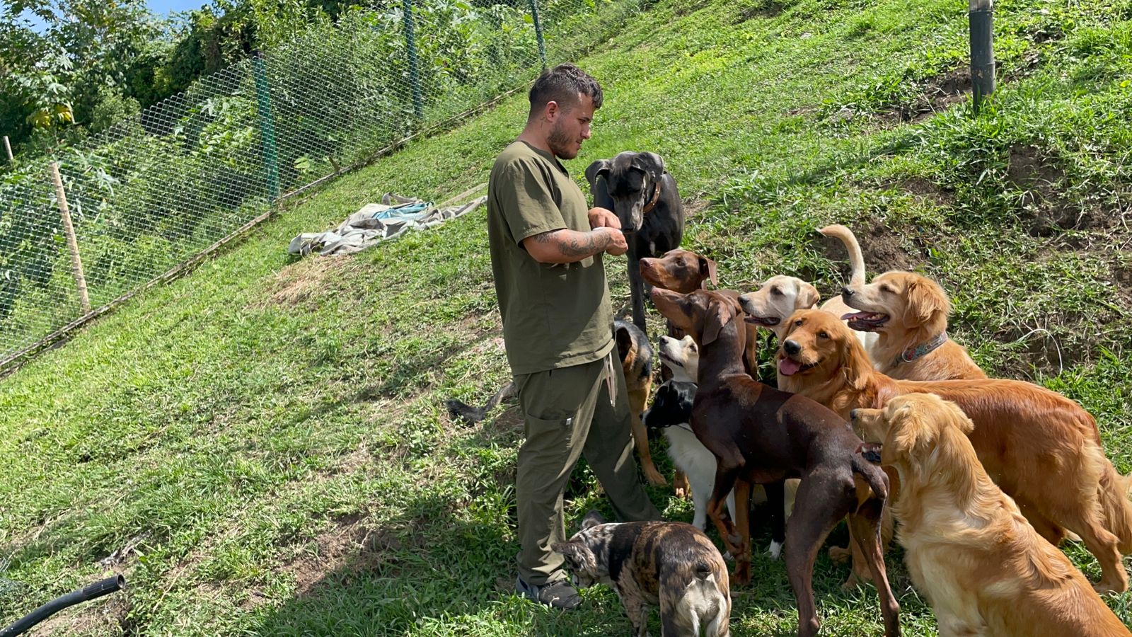 Perros jugando en el campo