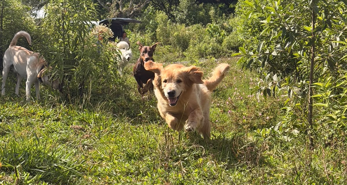 Hotel Canino