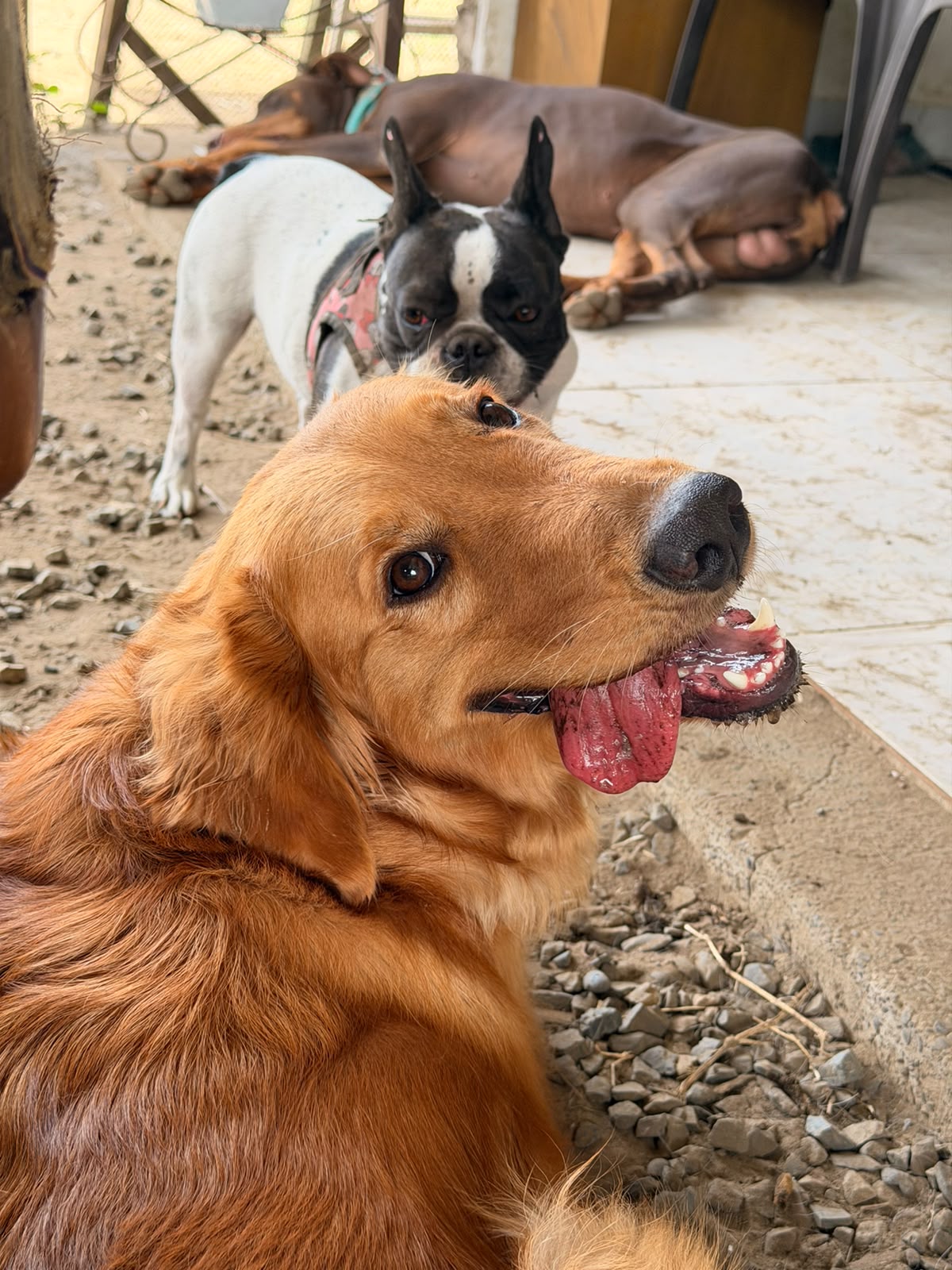 Hotel Canino